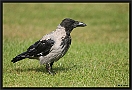 Bonte Kraai, Hooded Crow, Corvus cornix Location: Jaegersborg, Denmark bonte kraai MG 9696 kopie
